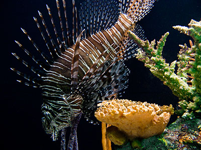 aquarium_lionfish.jpg