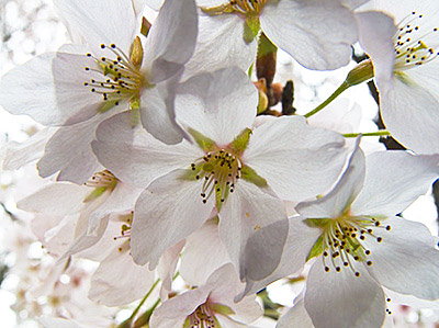 cherry_blossoms_d_hunt.jpg