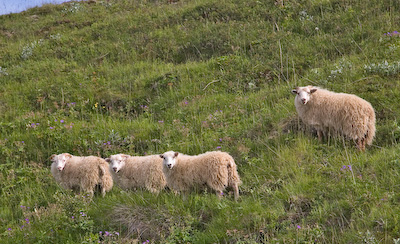 Sheep in Iceland