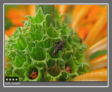 ruth_cooper_ladybugs.jpg