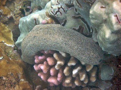 sea_slug_over_coral.jpg