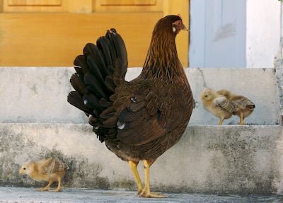 Hen and Chicks