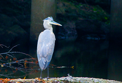 Blue Heron