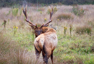 Elk in Twilight Meadow