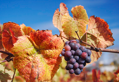 Fall Grapes