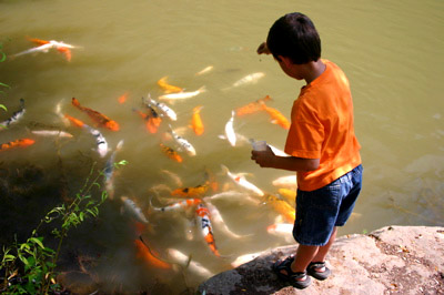 Boy with Koi