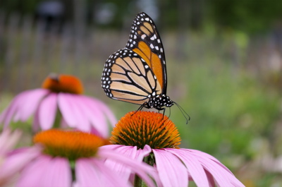 Illuminated Butterfly