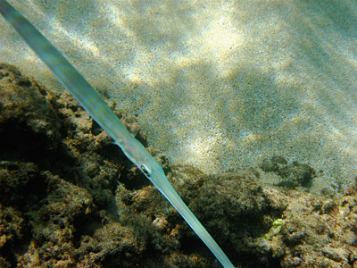 Cornetfish