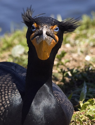 Cormorant