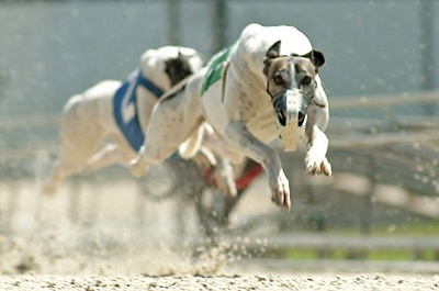 Sushi with Greyhound