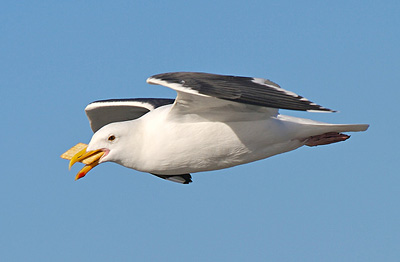 gull_cracker.jpg