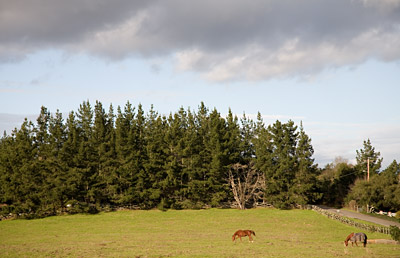 Horses in Pasture