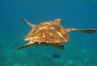 maui_sea_turtle.jpg