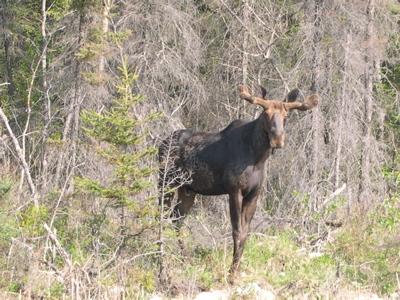 Majestic Moose