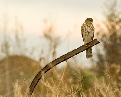 northern-harrier.jpg