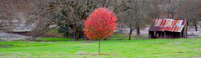 Red Tree