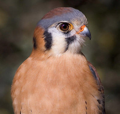 scott_bourne_kestrel.jpg