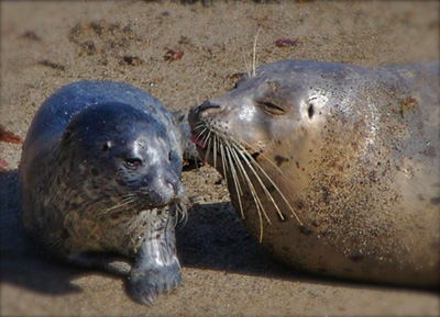 Harbor Seal with Pup