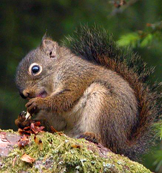 Sitka Squirrel