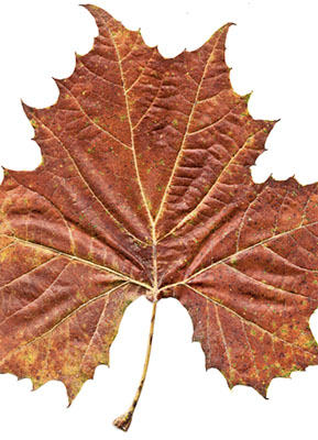 leaf_scan2_web.jpg