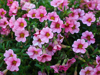 Flowers shot with the Olympus E-P1 with 17mm lens