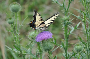 Butterfly Rest Stop - Grab Shot 184