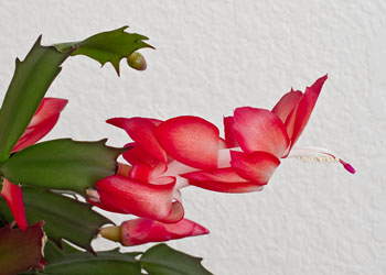 Christmas Cactus