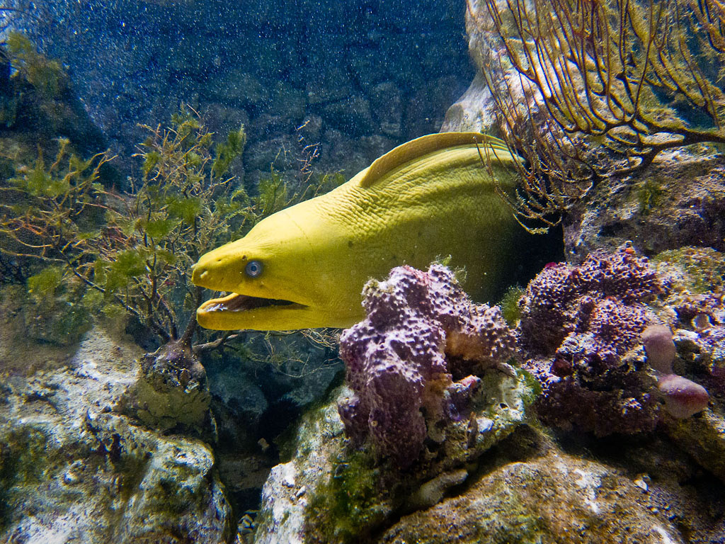 Green Moray Eel, Bermuda - The Digital Story