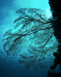 Sea Fan