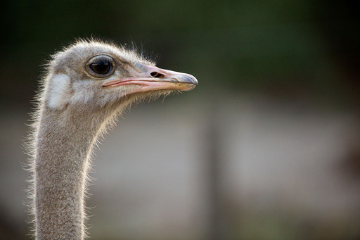 Portrait of an Ostrich