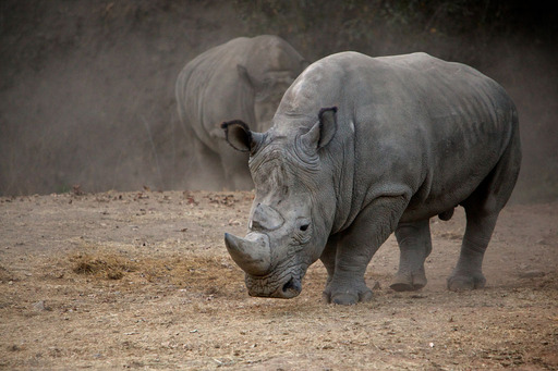 White Rhinoceros