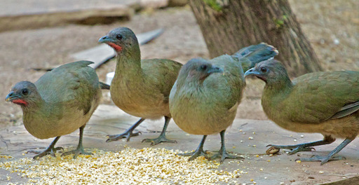 Chachalaca