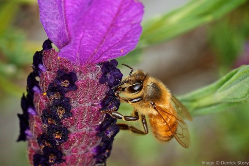 bee_on_lavender_web