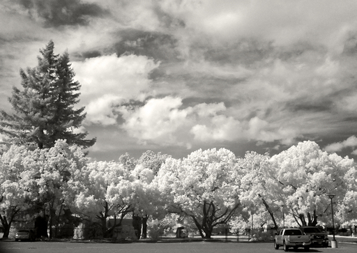 Line of Trees Infrared Fujifilm X20