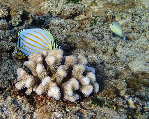 ornate-butterfly-fish.jpg