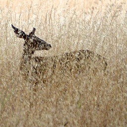 doe-in-grass.jpg