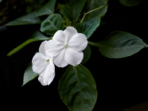 panasonic-35-100mm-flower.jpg