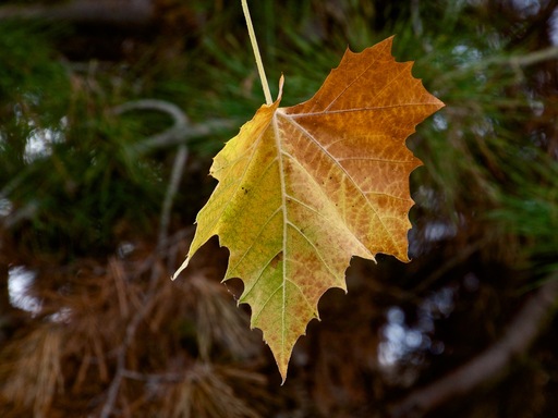 panasonic-35-100mm-leaf.jpg