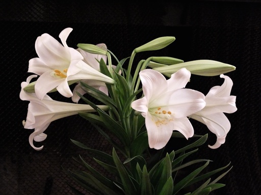 Original Easter Lilies