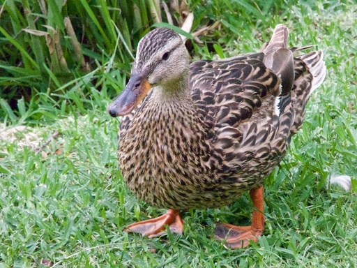 Duck Portrait in the Shade