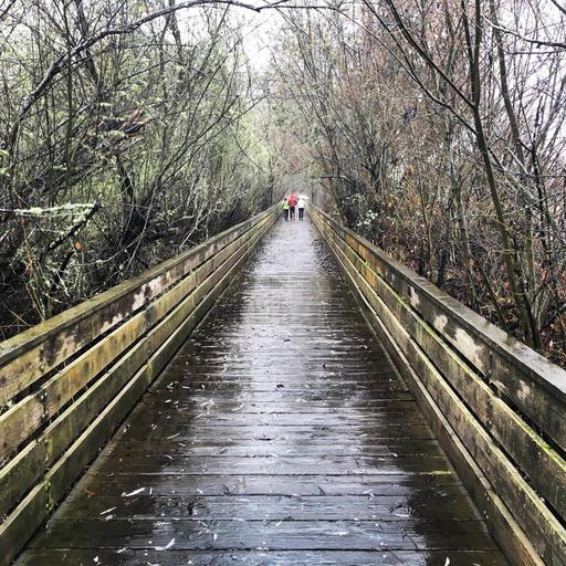 rainy-bridge-crossing.jpg